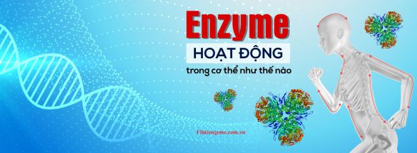 Enzyme và cơ chế hoạt động thần kỳ trong cơ thể